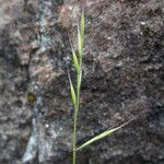 Festuca microstachys ᱛᱟᱦᱮᱸ