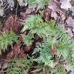 Asplenium adiantum-nigrum 整株植物