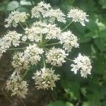 Heracleum sphondyliumBlomst