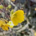 Diplotaxis tenuifolia 花