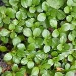 Polycarpon tetraphyllum Blad