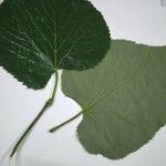 Tilia platyphyllosЛисток