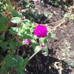 Gomphrena globosa Fiore