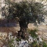 Olea europaea Buveinė