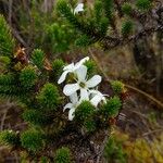 Aragoa abietina Λουλούδι