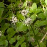 Sanicula europaea Bloem