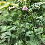 Epilobium roseum Kukka