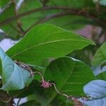 Cobaea scandens Blad