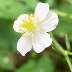 Ranunculus platanifolius Blüte