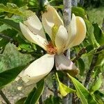 Magnolia officinalis Blomma