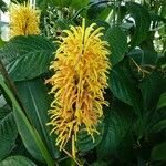 Justicia aurea ফুল