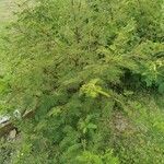Acaciella angustissima ᱥᱟᱠᱟᱢ