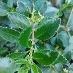 Rubia fruticosa Hoja