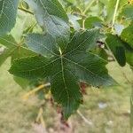 Liquidambar styracifluaBlad