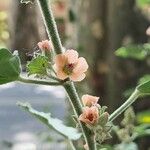 Sphaeralcea bonariensis Flower