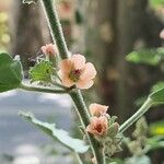 Sphaeralcea bonariensis Кветка