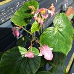 Begonia chitoensis Hoja