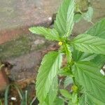 Malvastrum coromandelianum Leaf