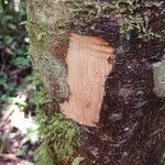 Lecythis persistens Kabuk