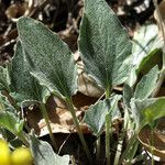 Viola purpurea Leaf