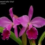 Cattleya jenmanii Λουλούδι