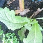 Brassica juncea 葉