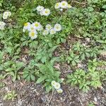 Erigeron quercifolius Kvet