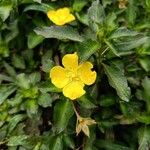 Ludwigia elegans 花