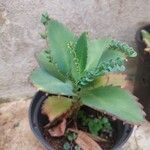 Kalanchoe pinnataبرگ