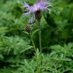 Centaurea cheiranthifolia Blodyn