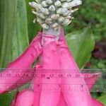 Aechmea mariae-reginae Blüte