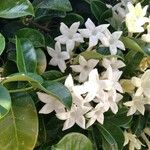 Stephanotis floribunda Листок