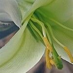 Puya mirabilis Flower