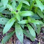 Centaurea montana Hoja