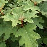 Hydrangea quercifolia Leht