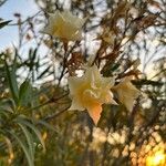 Nerium oleander Flors