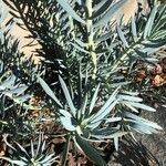 Senecio serpens Blad