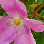 Rosa virginiana Flower