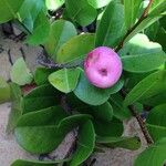 Chrysobalanus icaco Fruit