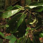 Ocotea floribunda List