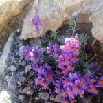 Linaria alpinaЦветок