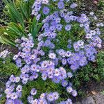 Symphyotrichum dumosum Habit