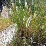 Polypogon maritimus Habit
