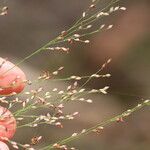 Panicum simile Flower