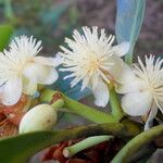 Tovomita choisyana Flower