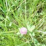 Trifolium pratenseFlower