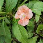 Papaver dubiumFlower