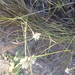 Cyperus niveus Άλλα