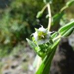 Trichodesma indicum Çiçek