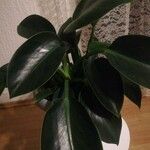 Philodendron martianum برگ